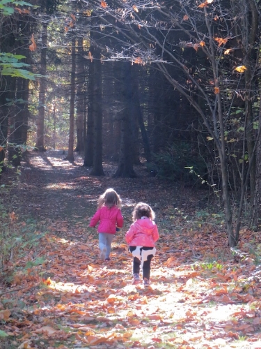 into the woods.jpeg