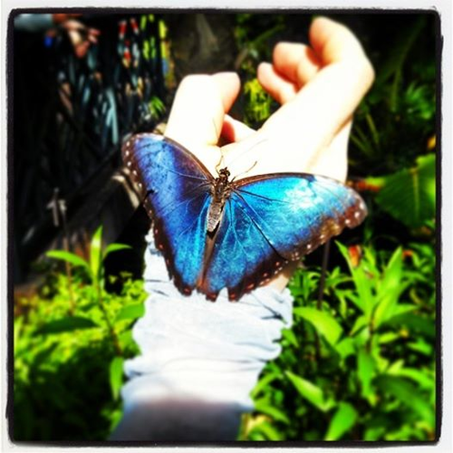 butterfly.png