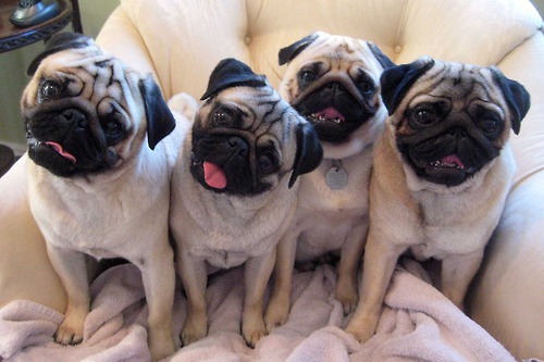 pugs.jpeg