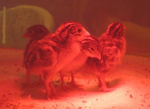 Amy's Baby Guineas