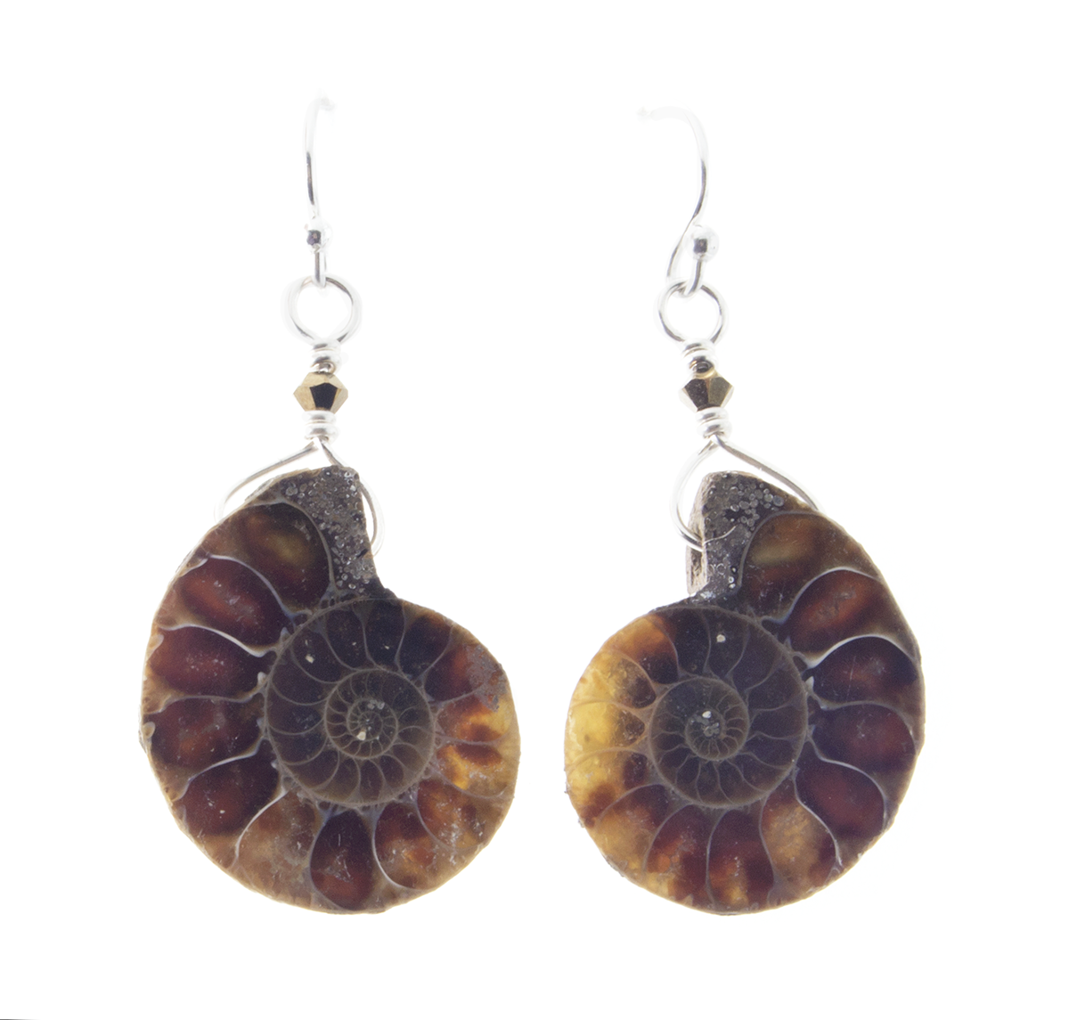 Ammonite ears main.png
