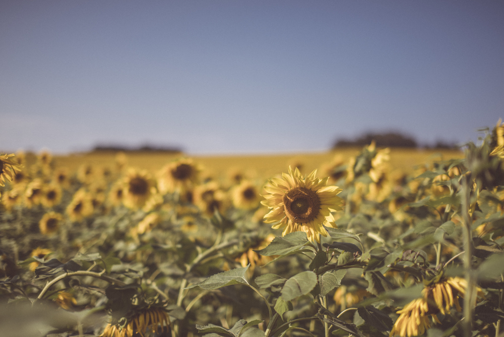 sunflower field