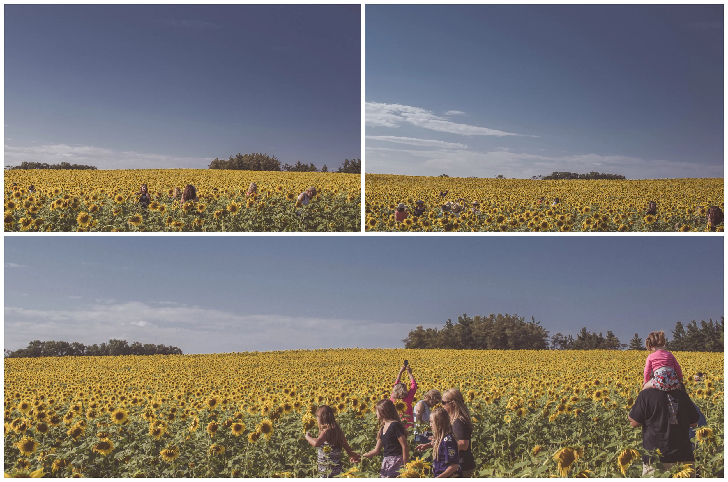land scape.jpg