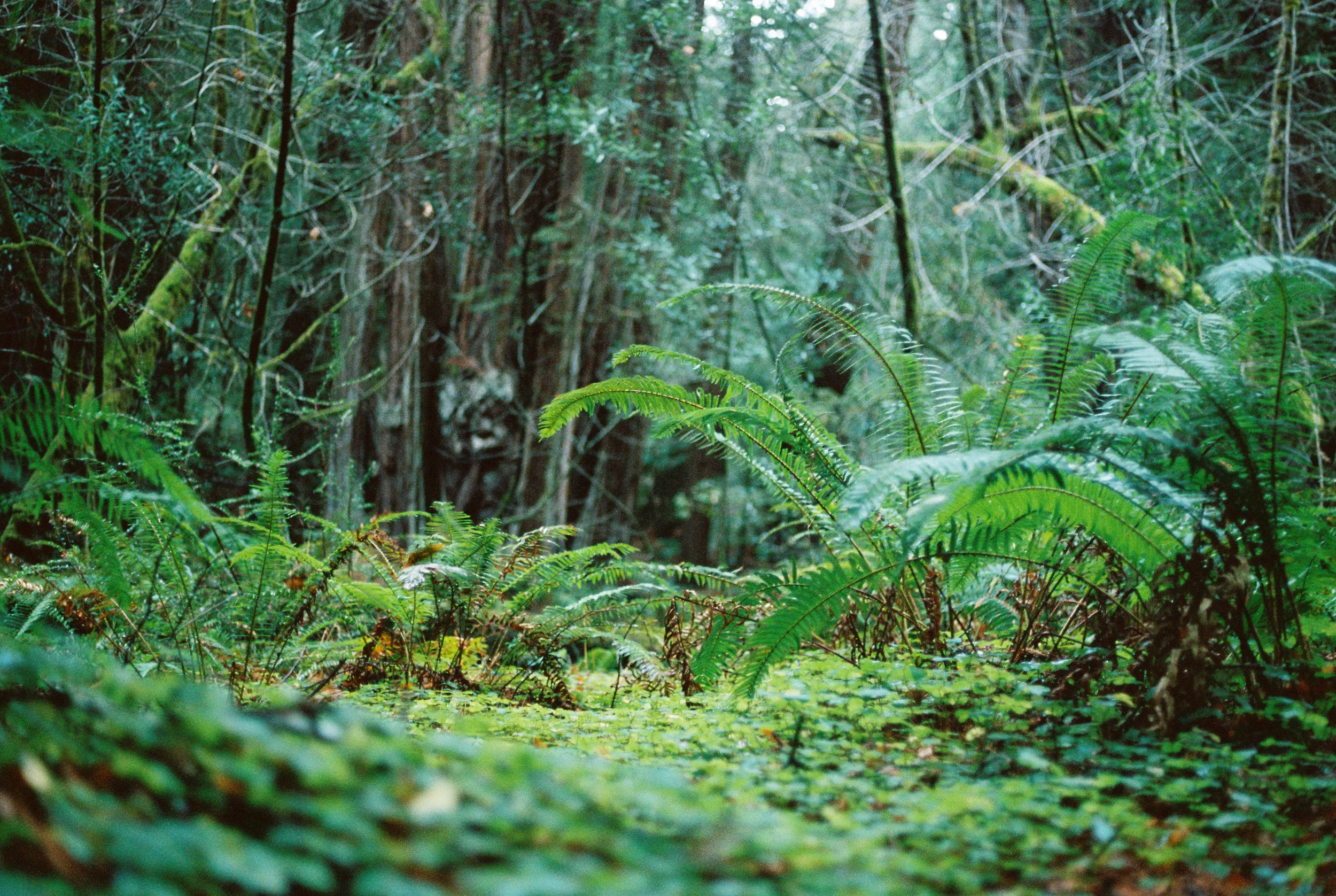 MuirWoods--43.jpg