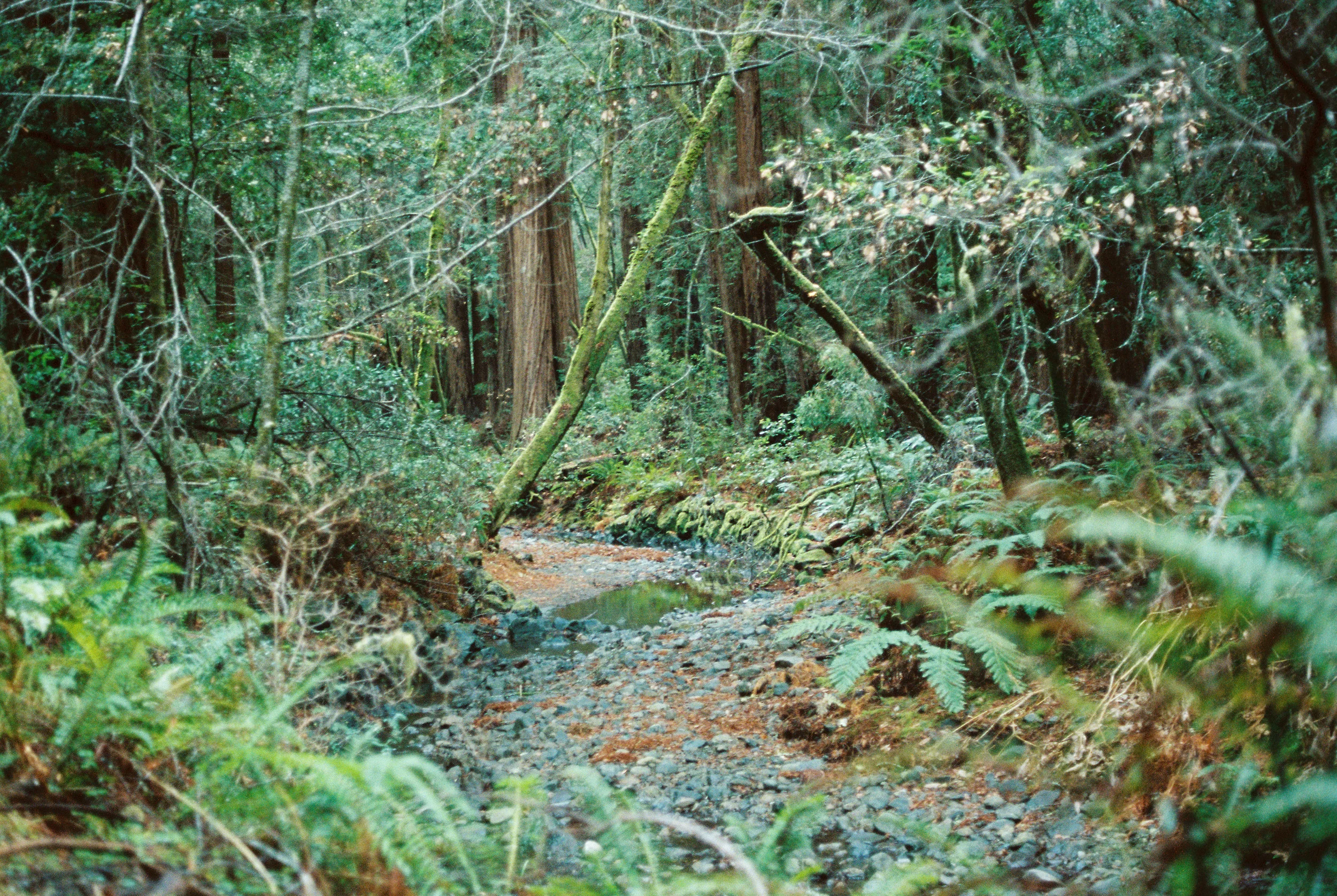 MuirWoods--47.jpg
