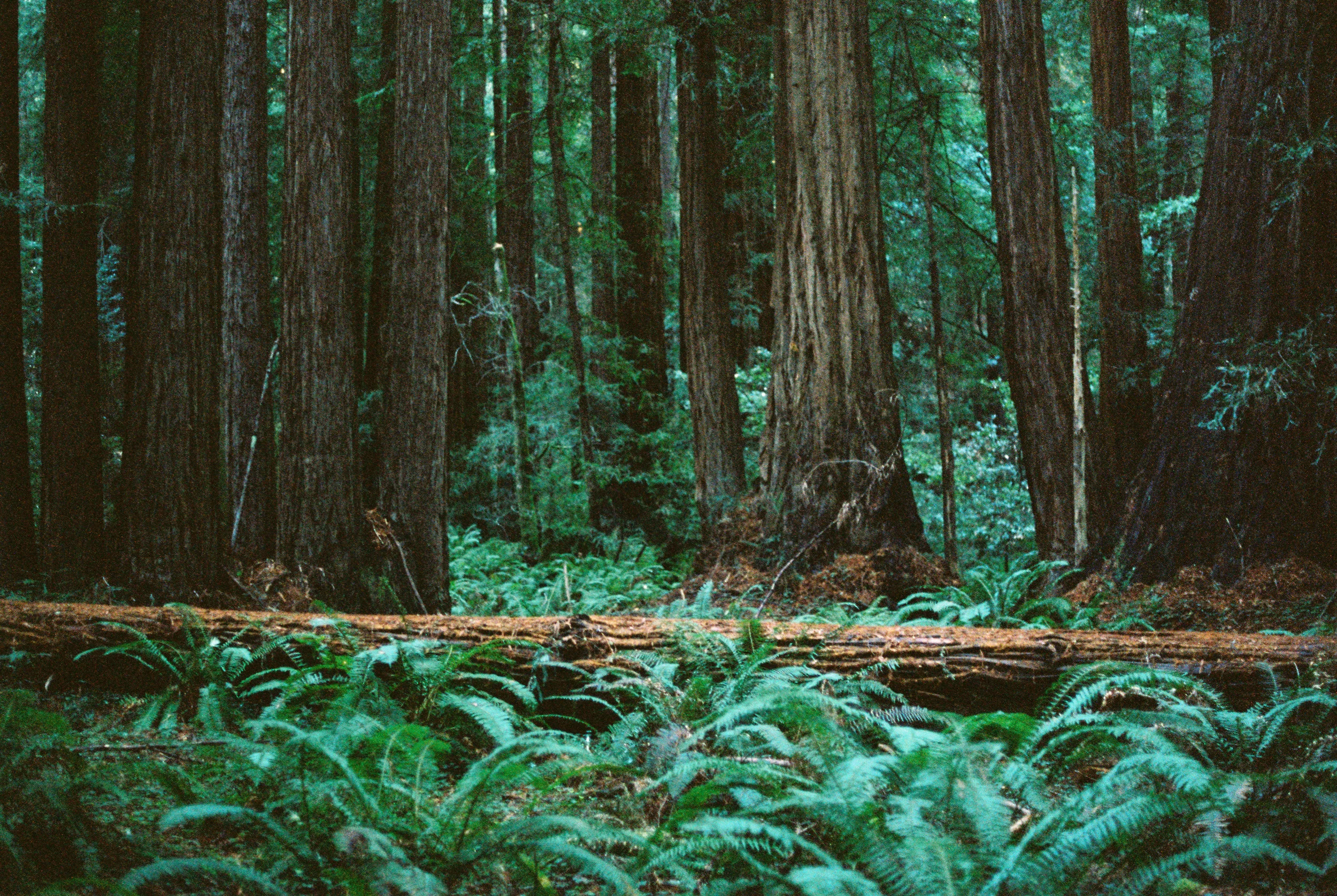 MuirWoods--36.jpg