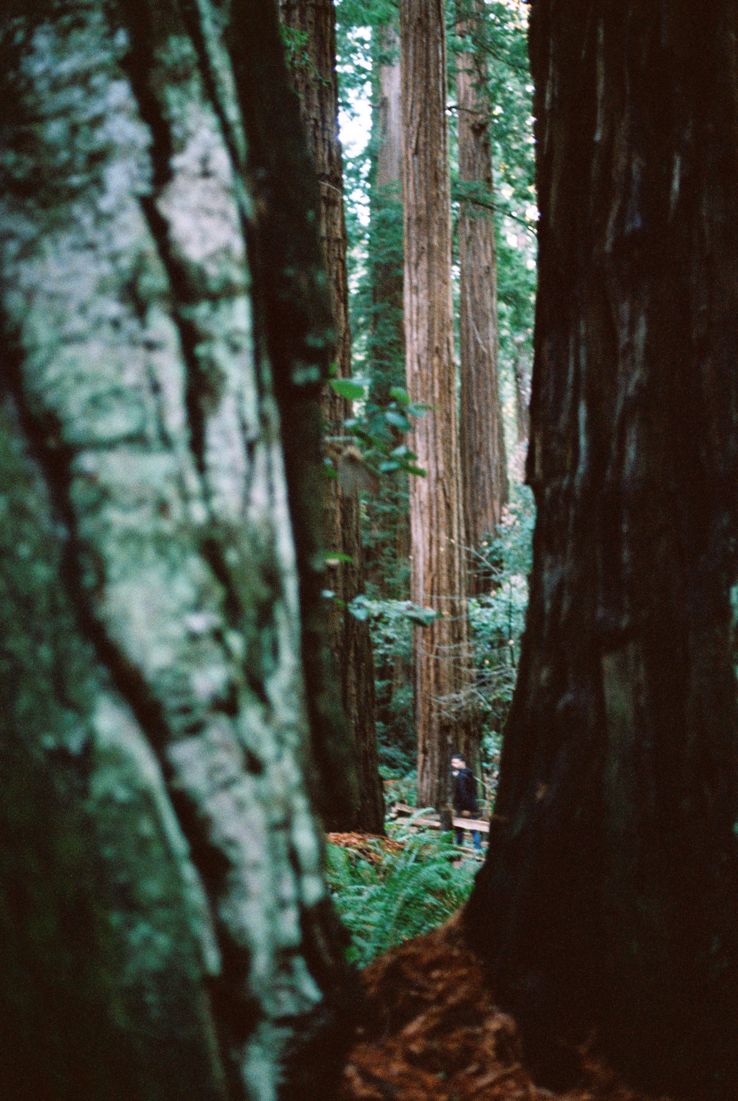 MuirWoods--42.jpg