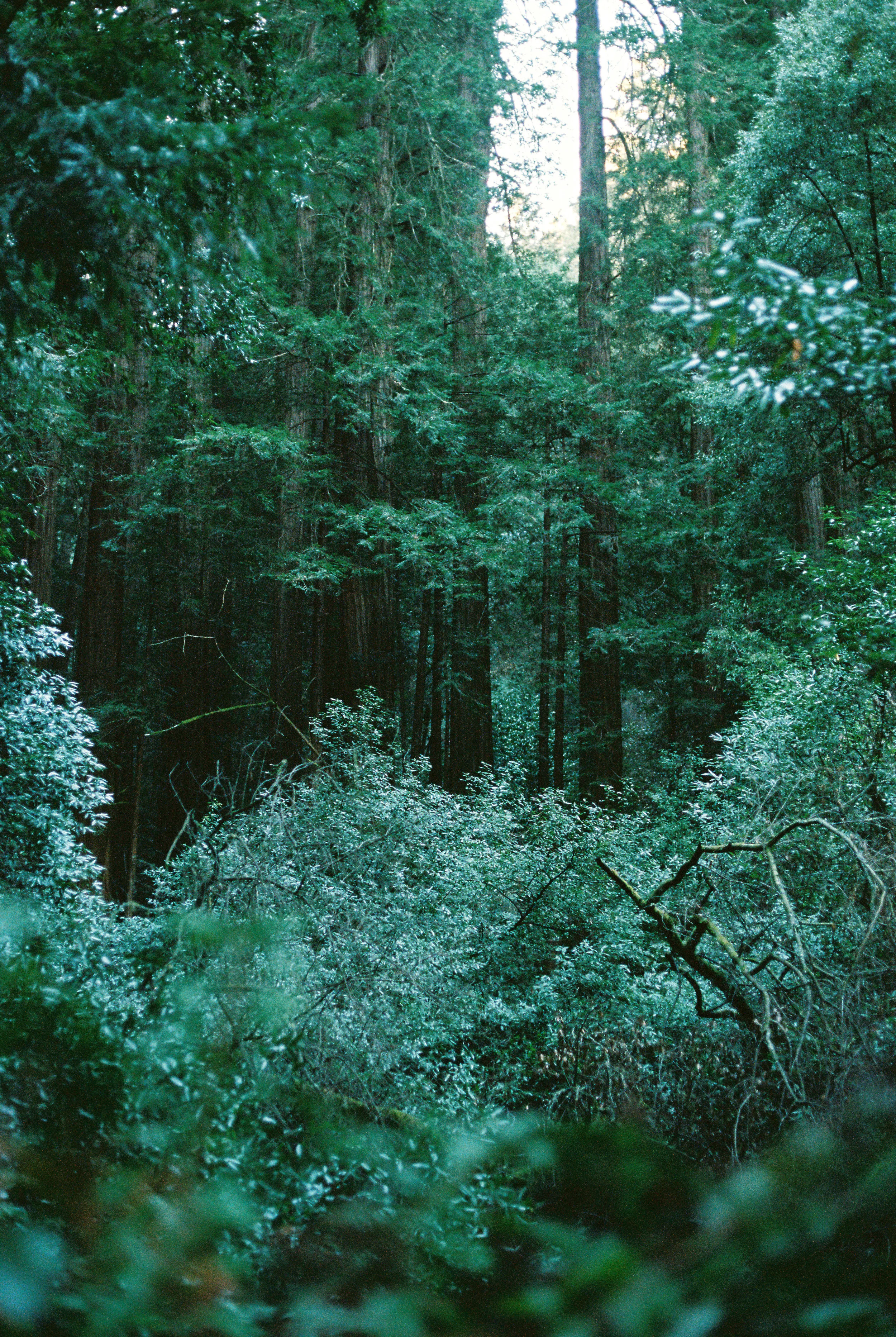 muirwoodssmall--35.jpg