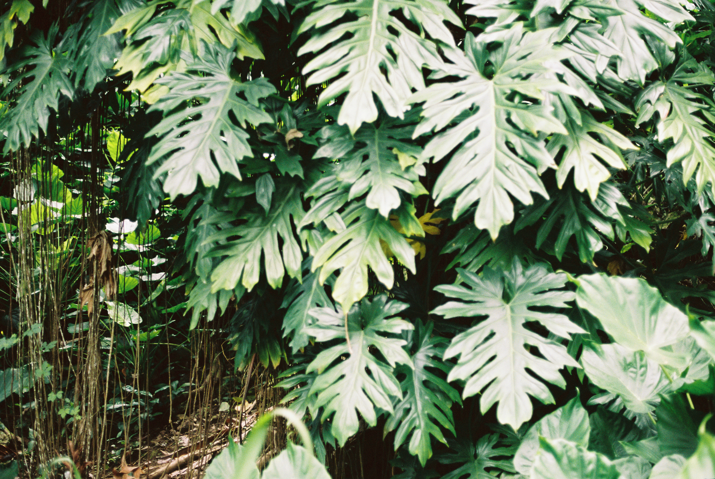 TrujilloKauai2014_186-2.jpg