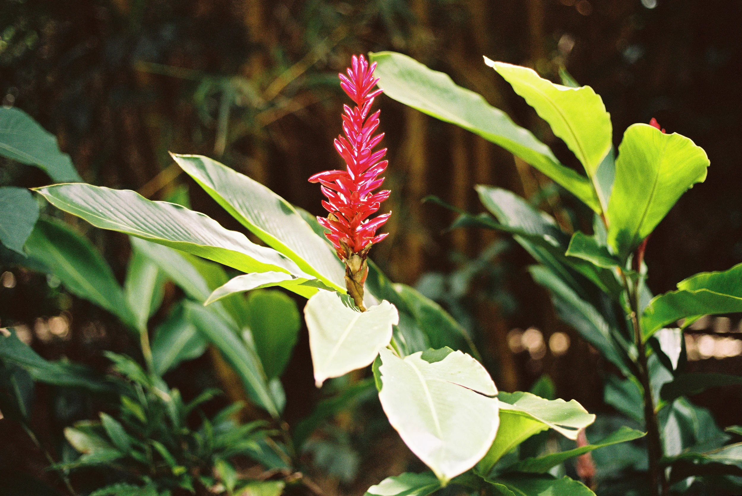 TrujilloKauai2014_192-2.jpg