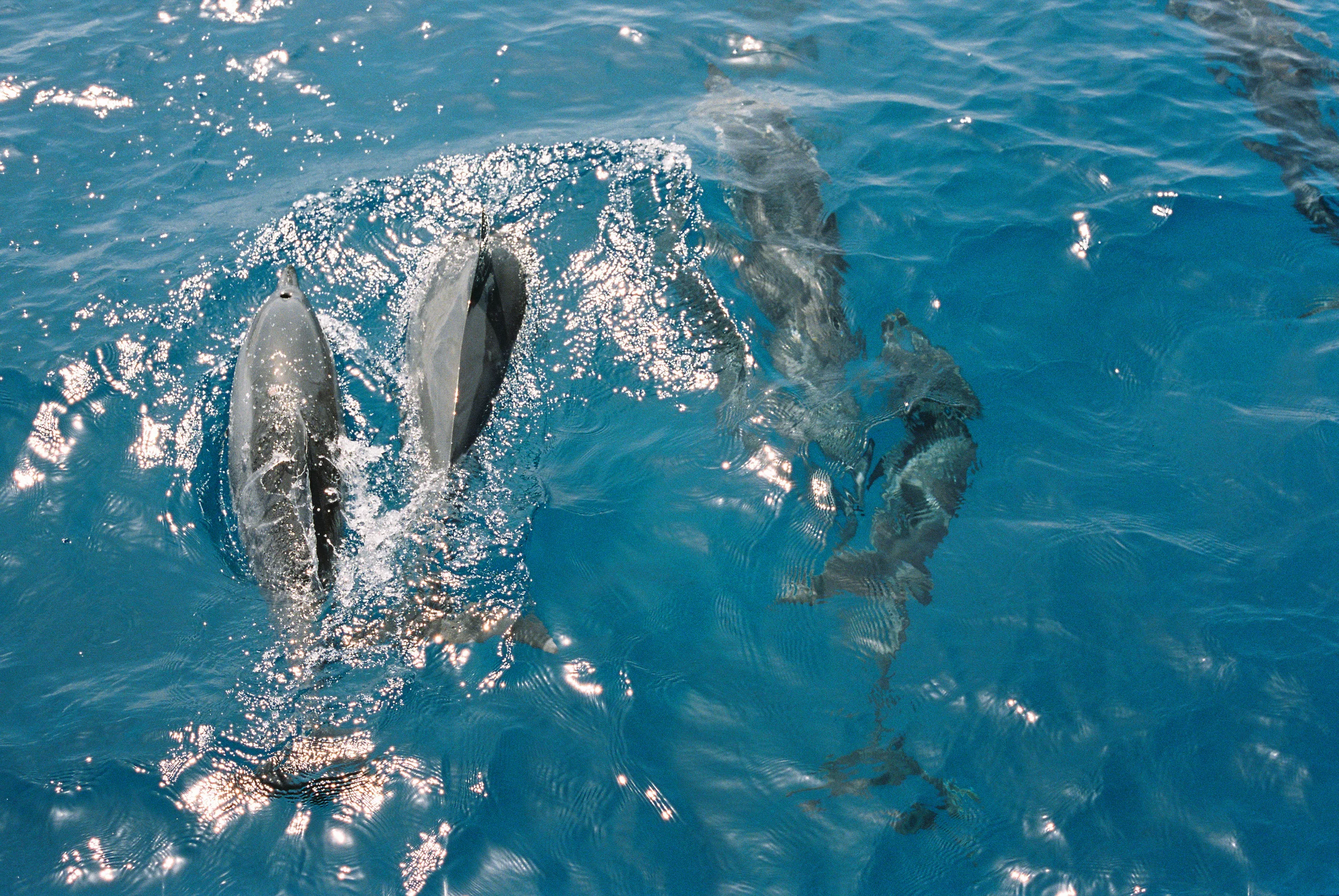 TrujilloKauai2014_125-2.jpg