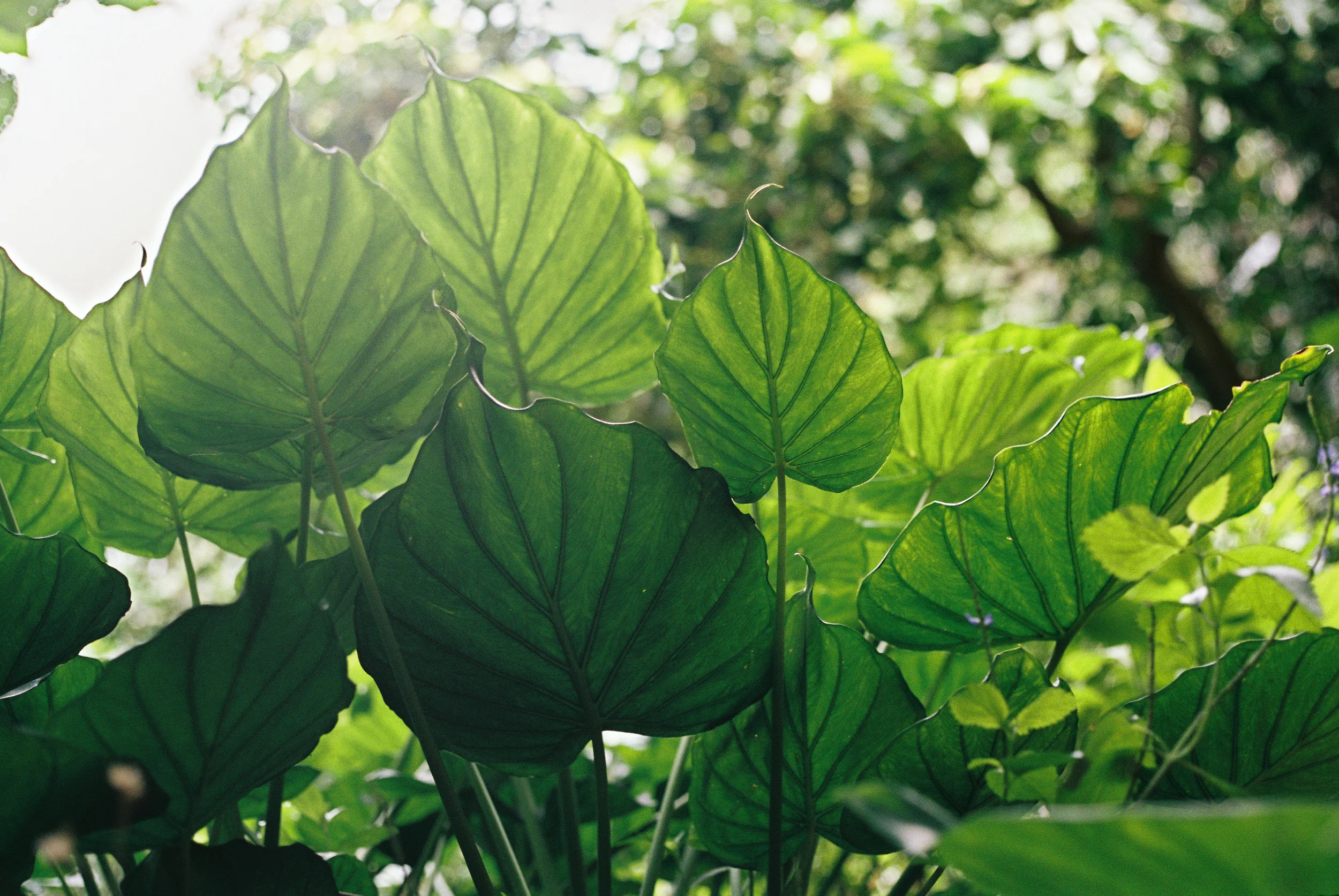 TrujilloKauai2014_191-2.jpg