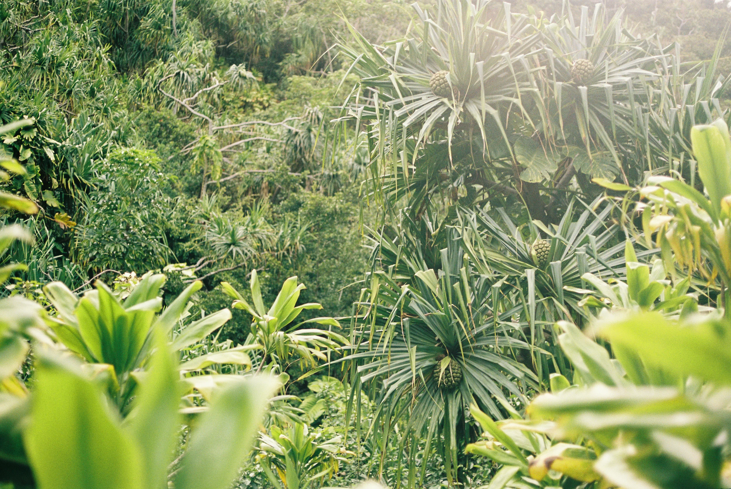 TrujilloKauai2014_103.jpg