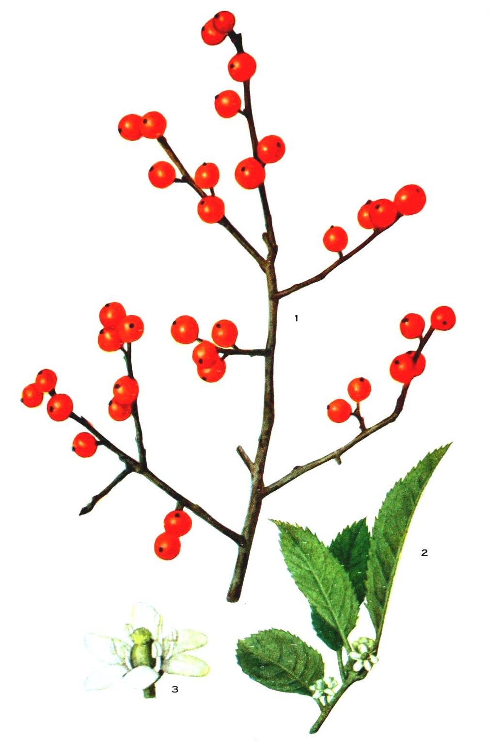 Botanical-Holly-berries-1.jpg