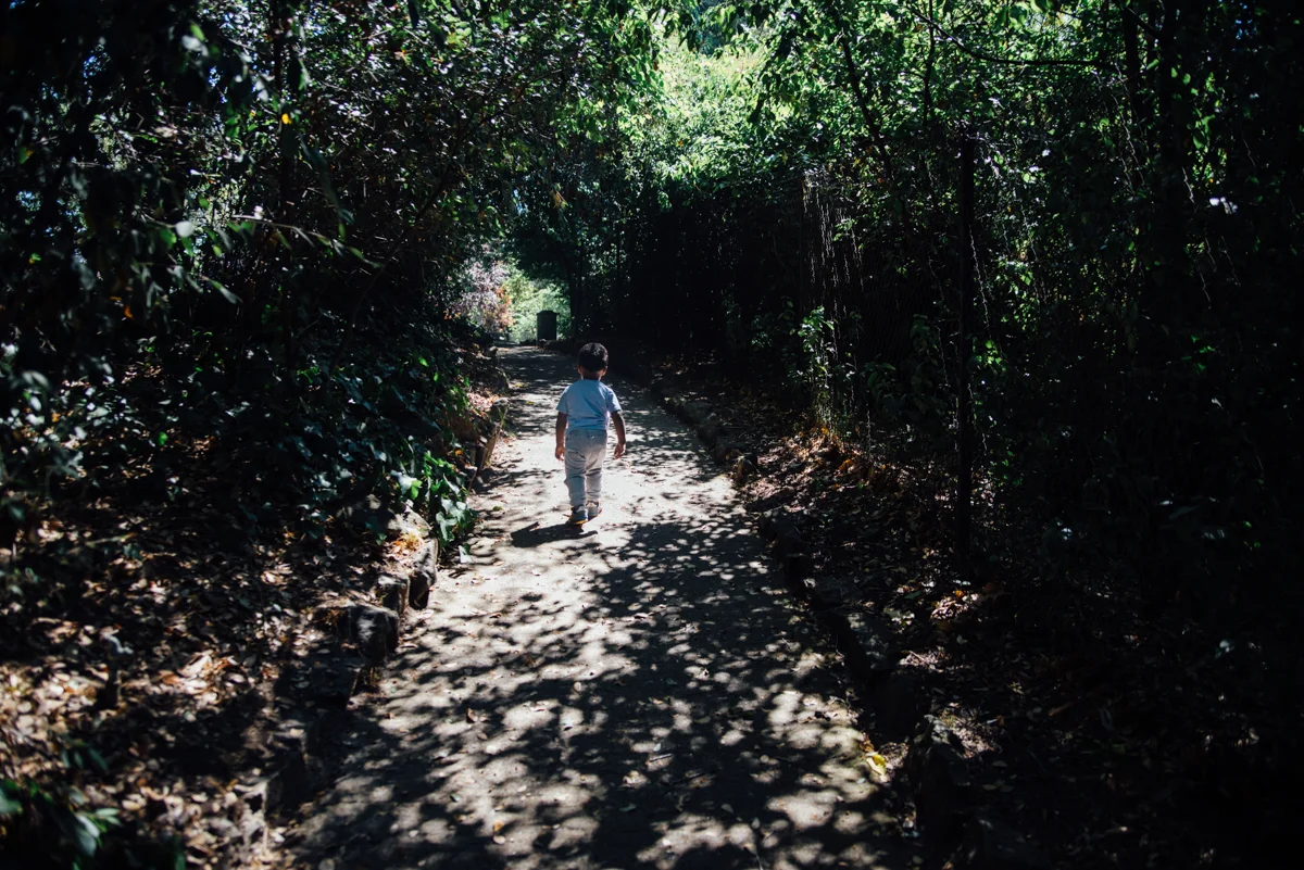 A Summer Morning- Dracena Park, Piedmont CA
