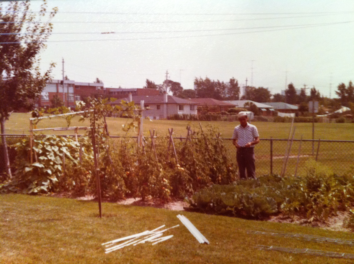 Nonno Genesio standing beside his tomato plants at his Jane and Sheppard home