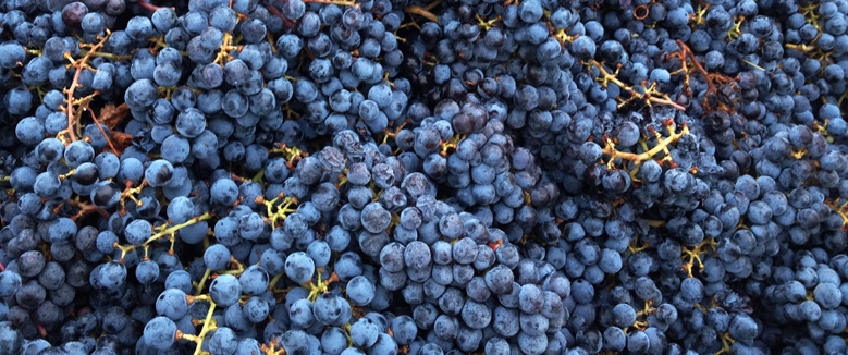 grapes.jpg
