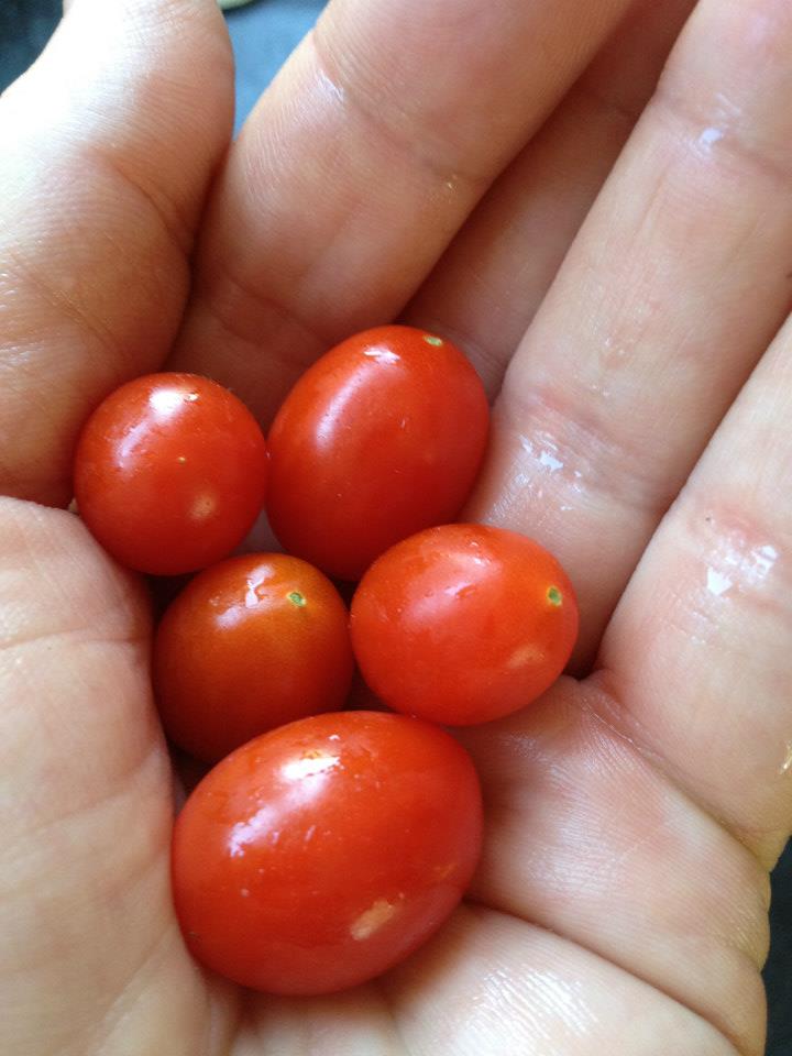  Grow grape tomatoes. 