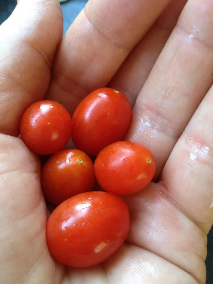 Grow grape tomatoes.