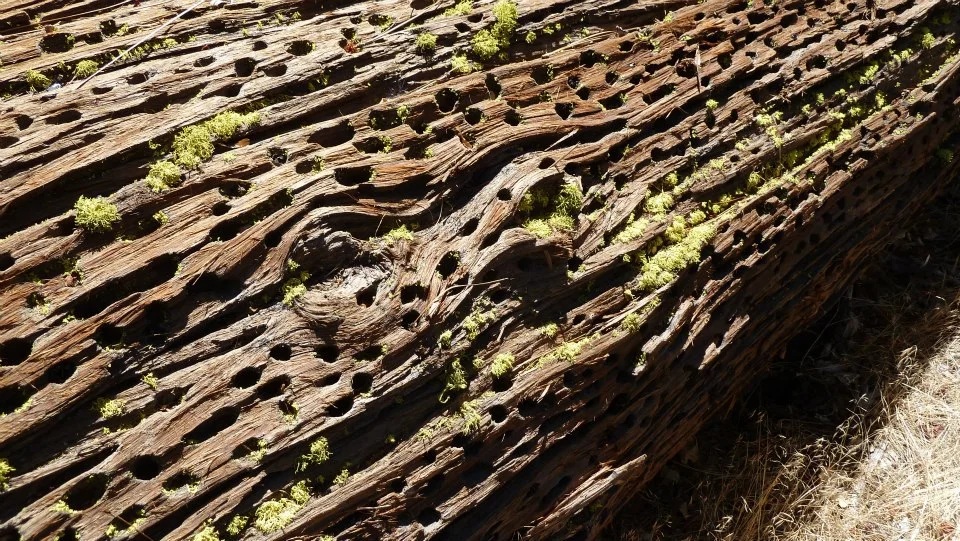 Go hiking with busy woodpeckers in the Los Padres forest.