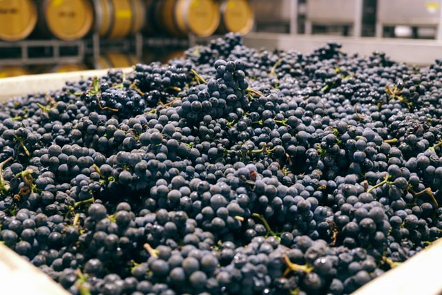 First harvest of 2014, Kessler-Hawk Pinot noir.