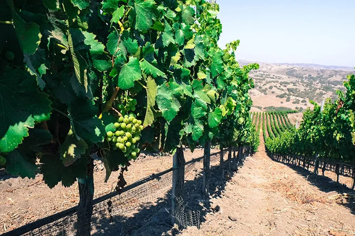 2015 Grenache Santa Barbara Co. | Grenache in John Sebastiano Vineyard.
