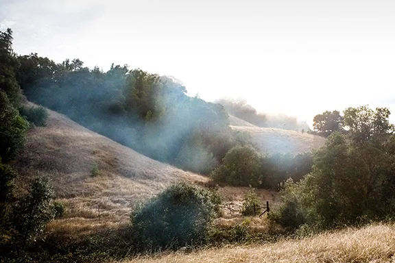 Our future estate vineyard site in Anderson Valley.