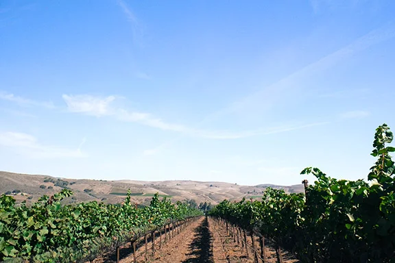 100% Organic La Encantada Vineyard, Sta Rita Hills