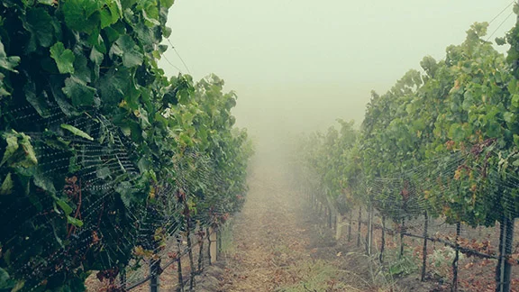 John Sebastiano Vineyard, 2012