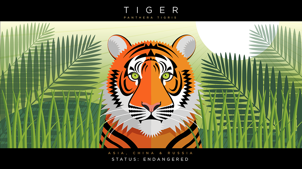 Tiger.png
