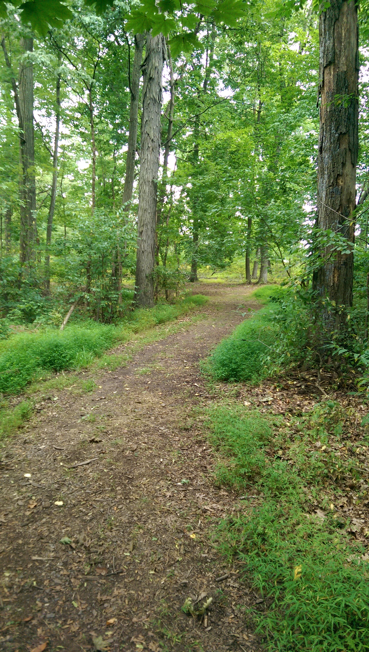 IMAG0794.jpg