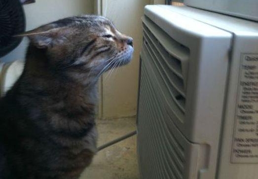 AC Cat.jpg