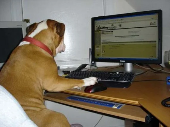 computer dog.jpg