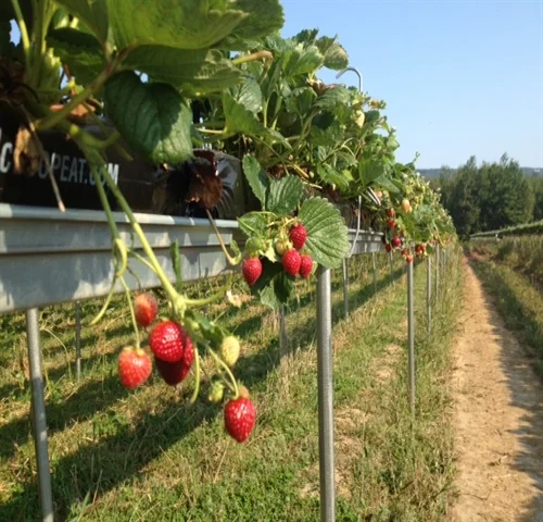 Strawberries grown in a tabletop system. The berries hang over the sides of the tabletop as they ripen