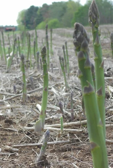Asparagus Pack Detail Tier/Layers Qty/Pallet 11 lb box 10/8 80 28 lb box 8/6 48