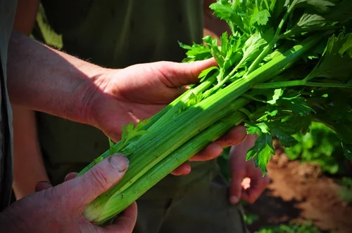 Celery Pack Detail Tier/Layers Qty/Pallet 18 ct Hearts 8/4 32 24 ct box 8/4 32 30 ct box 8/4 32