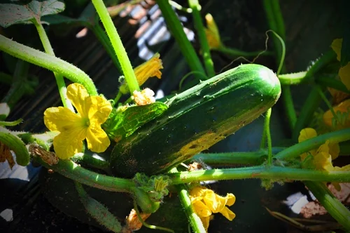 Cucumbers, Field & Trellis Grown Pack Detail Tier/Layers Qty/Pallet 24 ct box 10/8 80 Seconds in boxes and bins