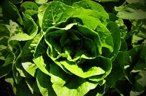Romaine Lettuce Pack Detail Tier/Layers Qty/Pallet 24 ct box 5/6 30