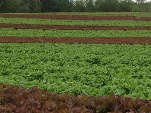 Green Leaf and Red Leaf Lettuces Pack Detail Tier/Layers Qty/Pallet 24 ct box 5/7 35