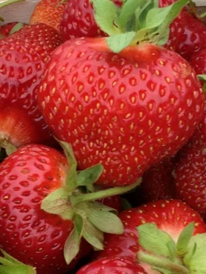 Strawberries Pack Detail Tier/Layers Qty/Pallet 8 x 1 qt flat 6/9 54