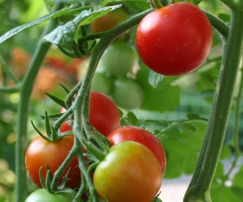 Tomatoes, Trellis House Pack Detail Tier/Layers Qty/Pallet 20 lb box 