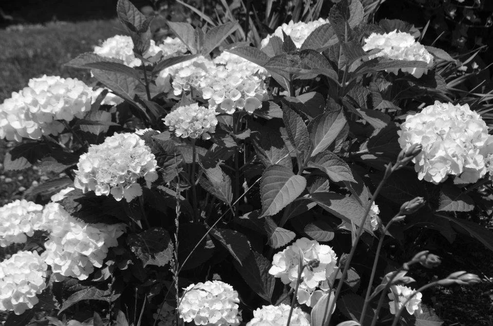 Flowerbush