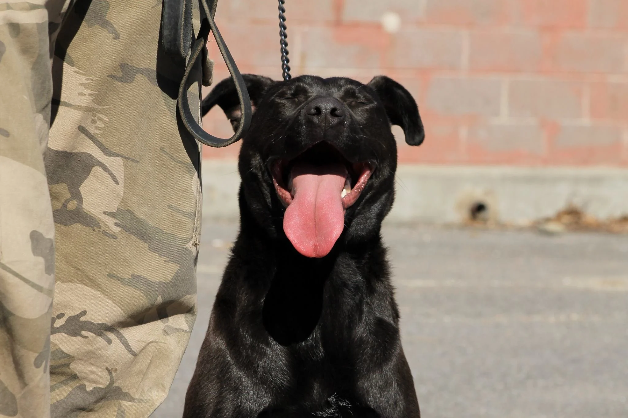 Payton Has Been Adopted!!