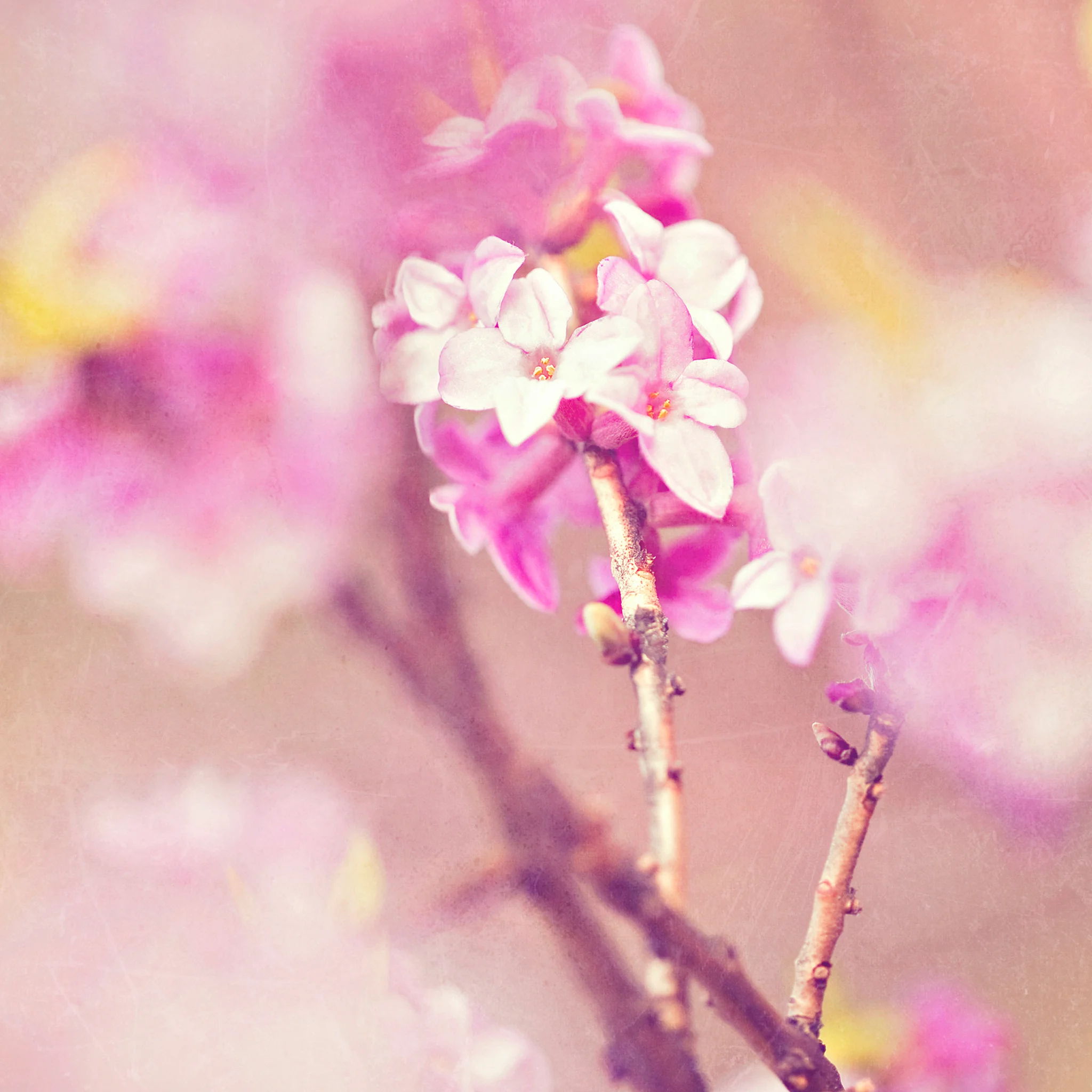 spring.jpg
