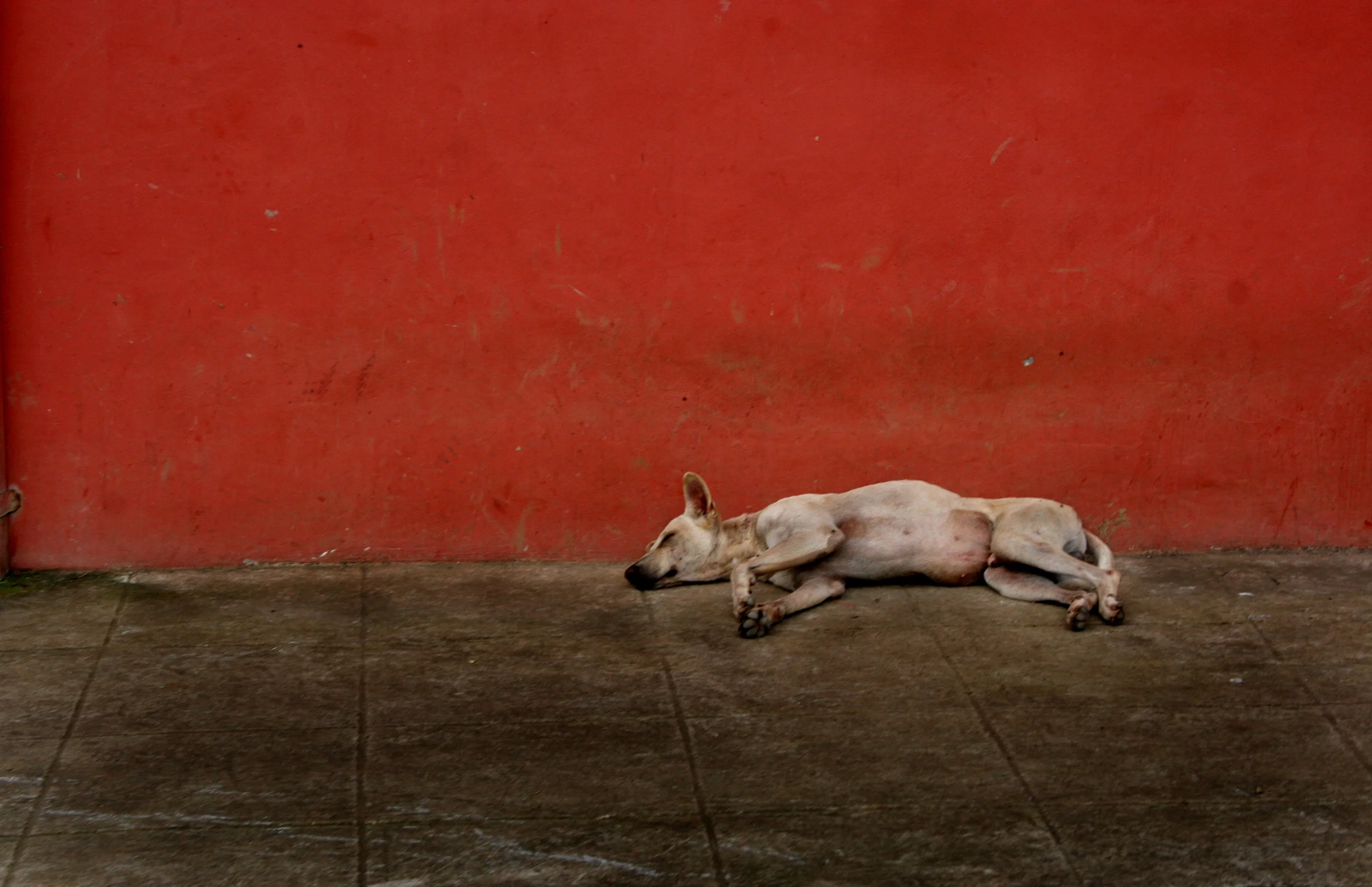 Sleeping Dogs Lie.jpg