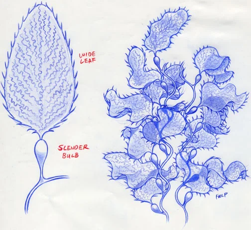 kelp2.jpg