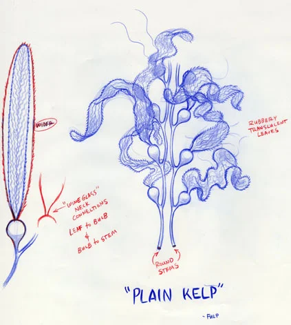 kelp1.jpg