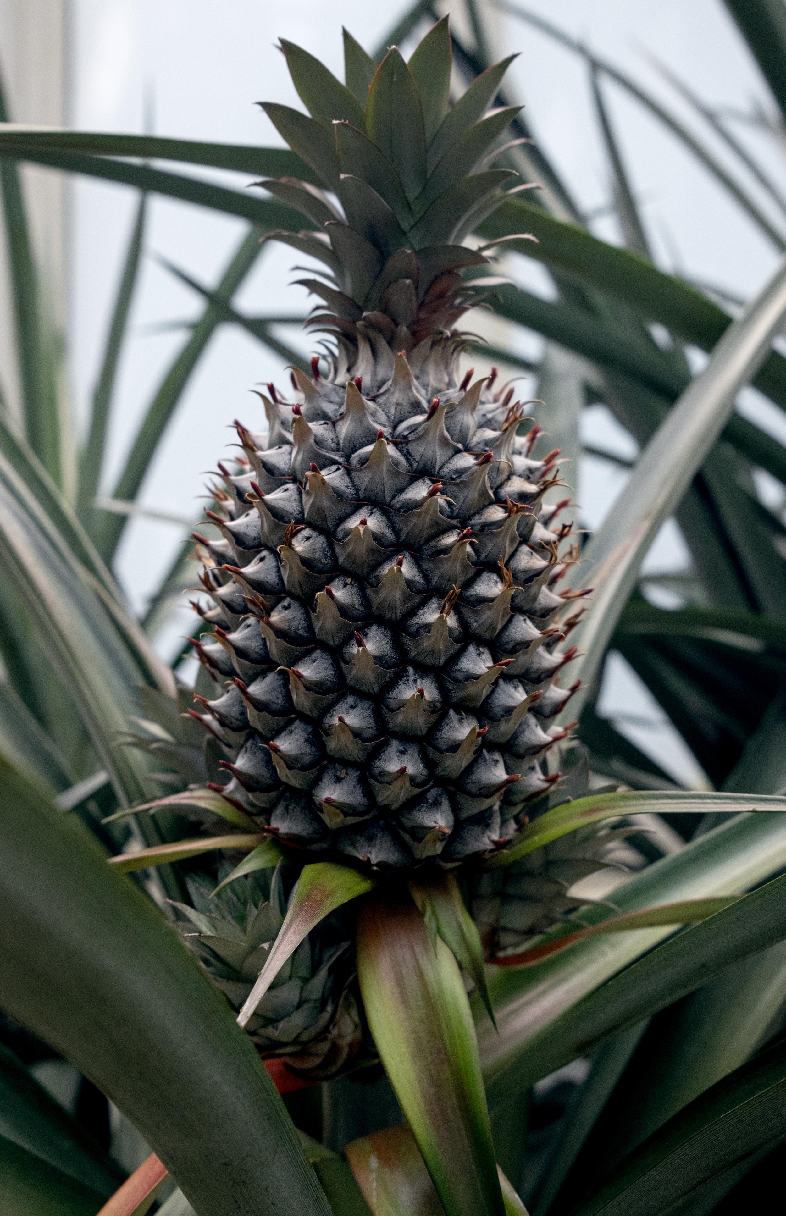 PinappleHuntingtonGardeon2024LowRes.jpg