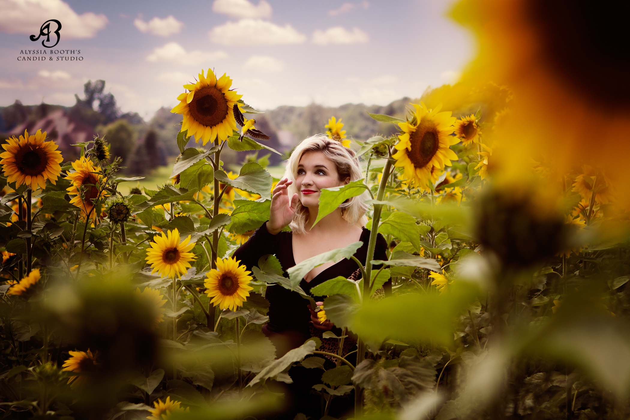 Sunflower KMB W-1.jpg