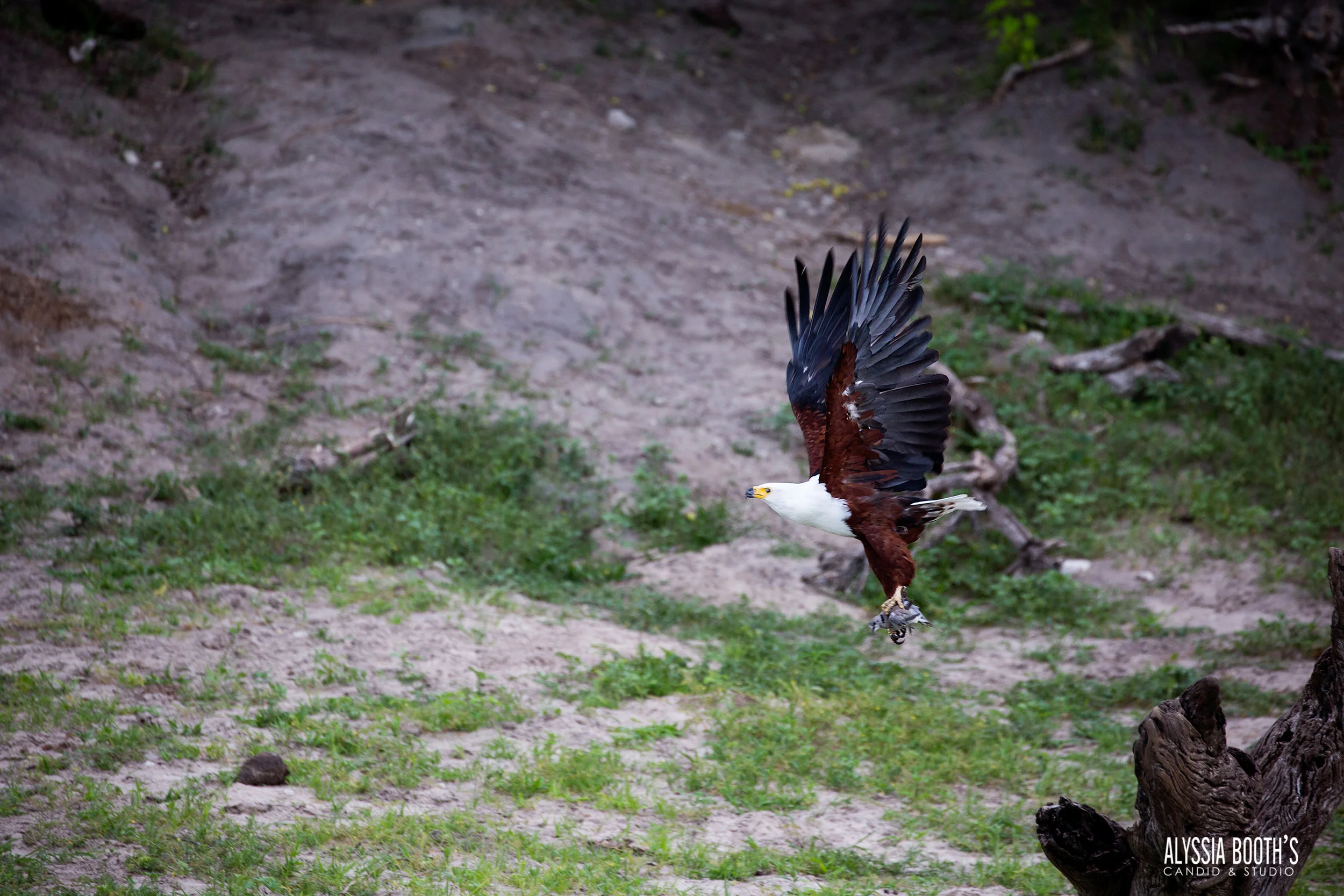AfricaEagleCamp1-537 WEB.jpg